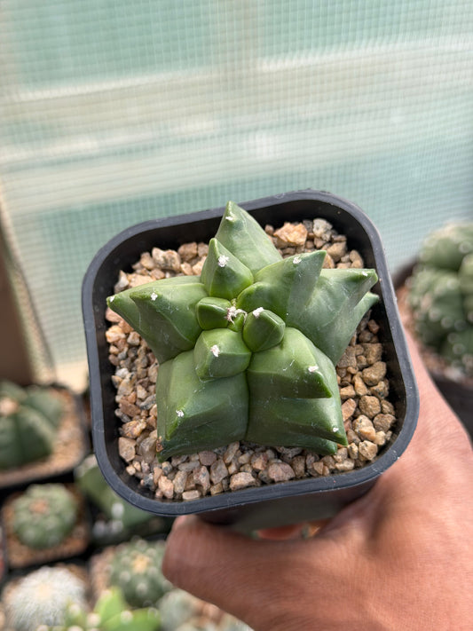Astrophytum myriostigma Kikko