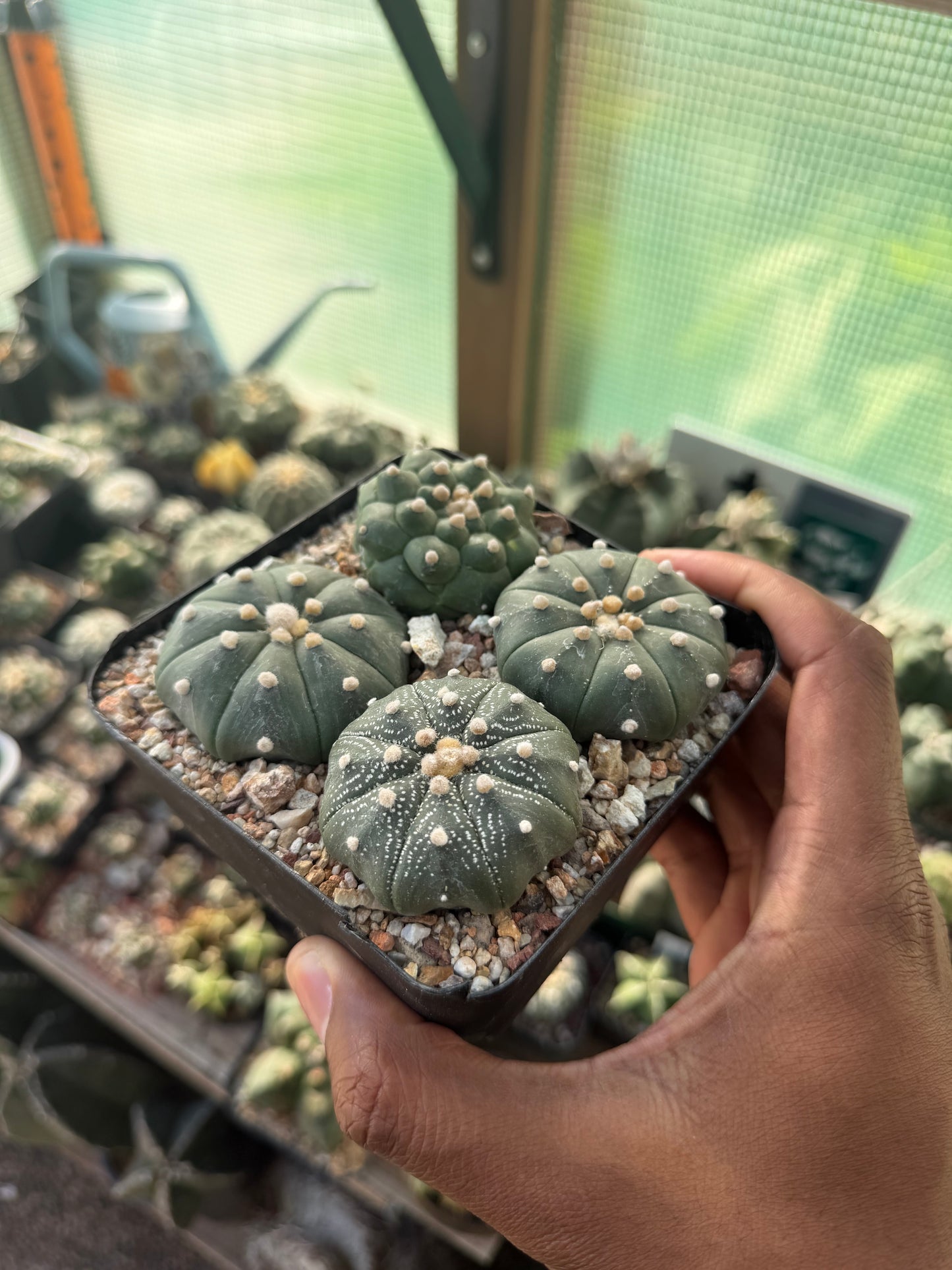 Astrophytum asterias Bundle!