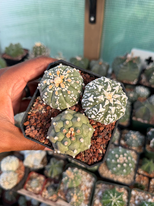 Astrophytum asterias Bundle