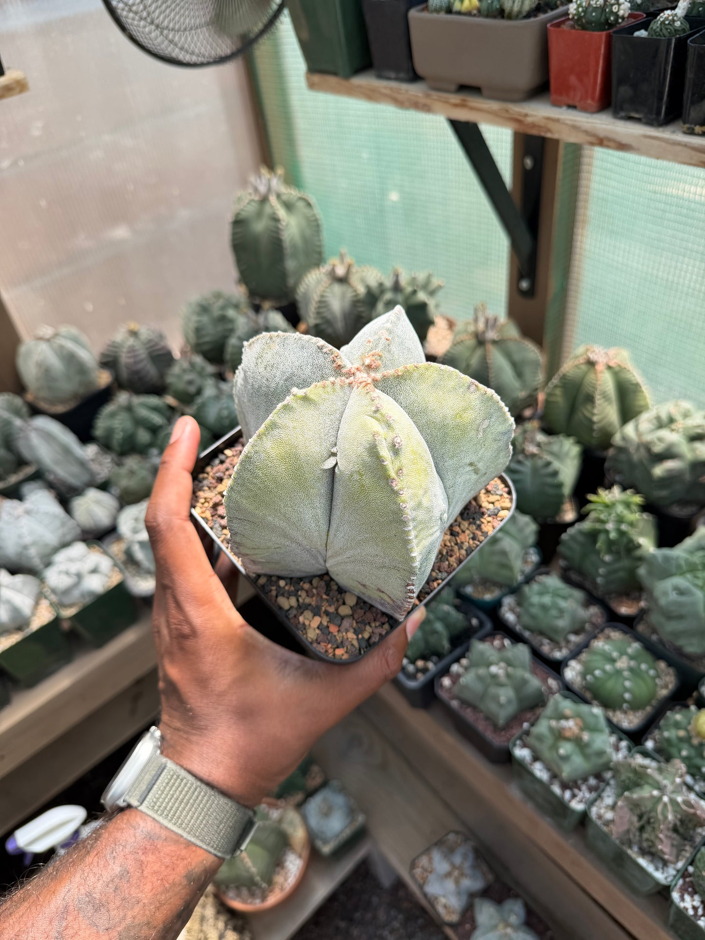 Astrophytum myriostigma Variegated