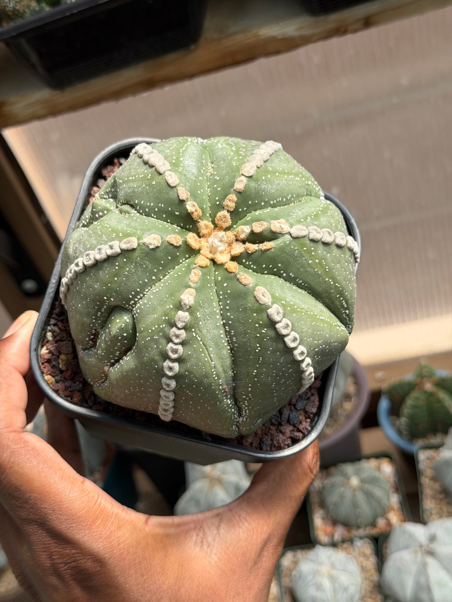 Astrophytum asterias Rensei Fukuryu
