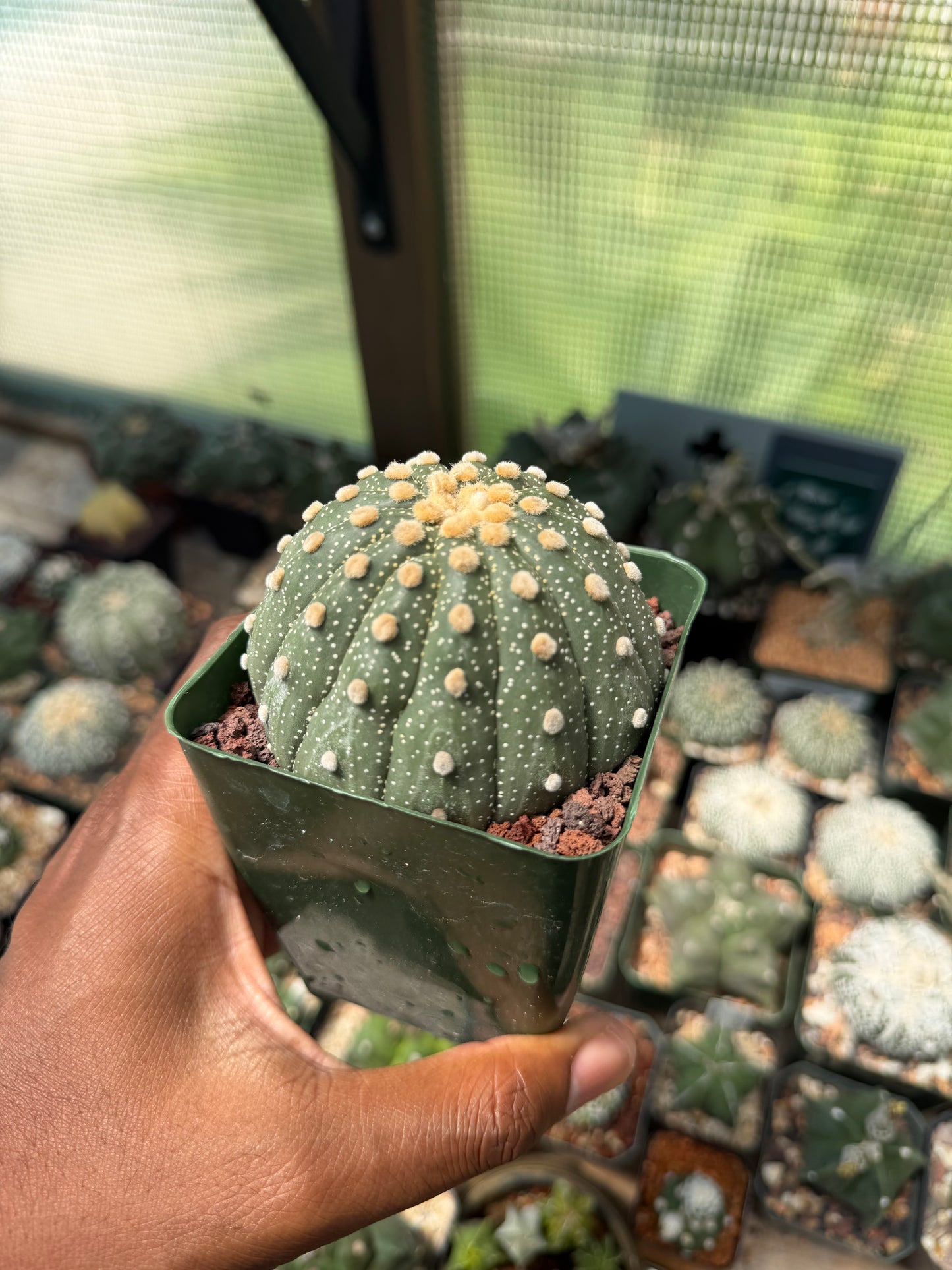 Astrophytum asterias 13 Rib