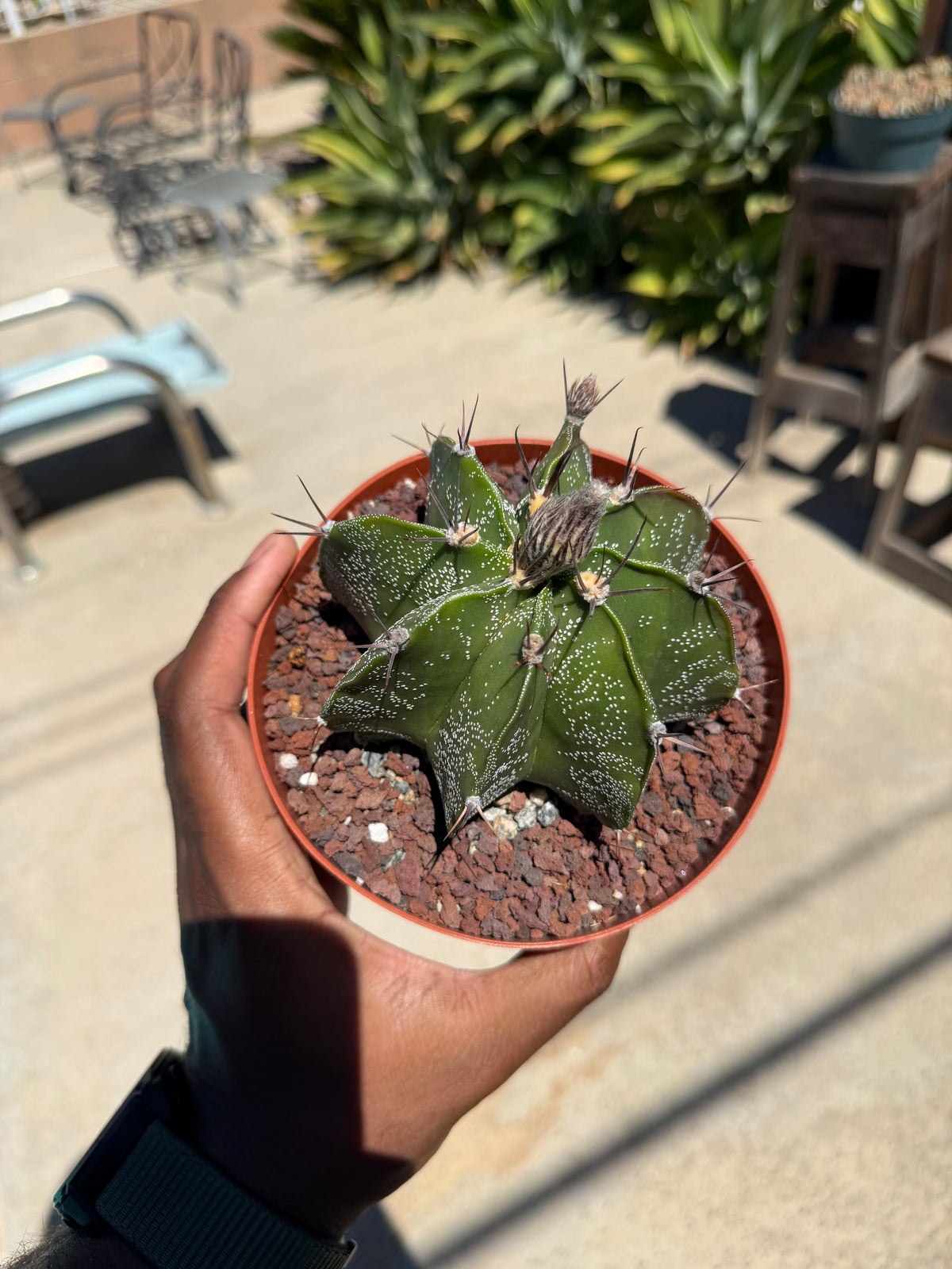 Astrophytum Ornatum