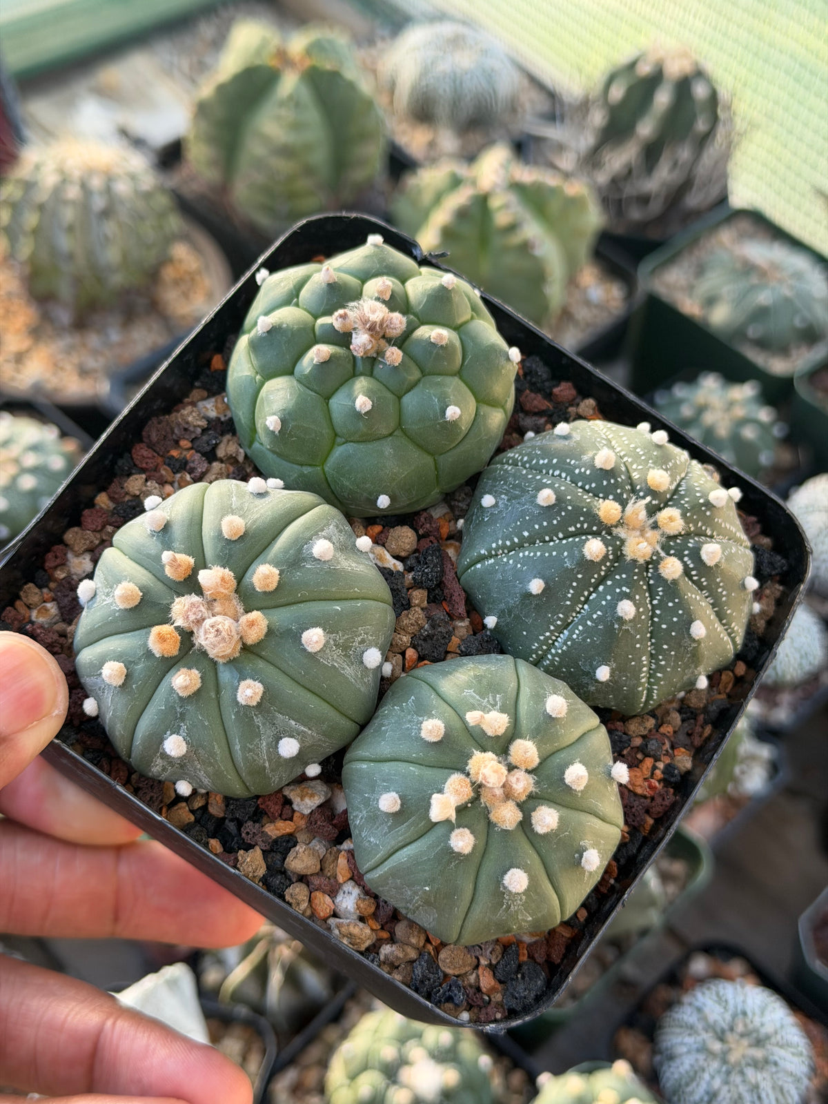 Astrophytum asterias Bundle