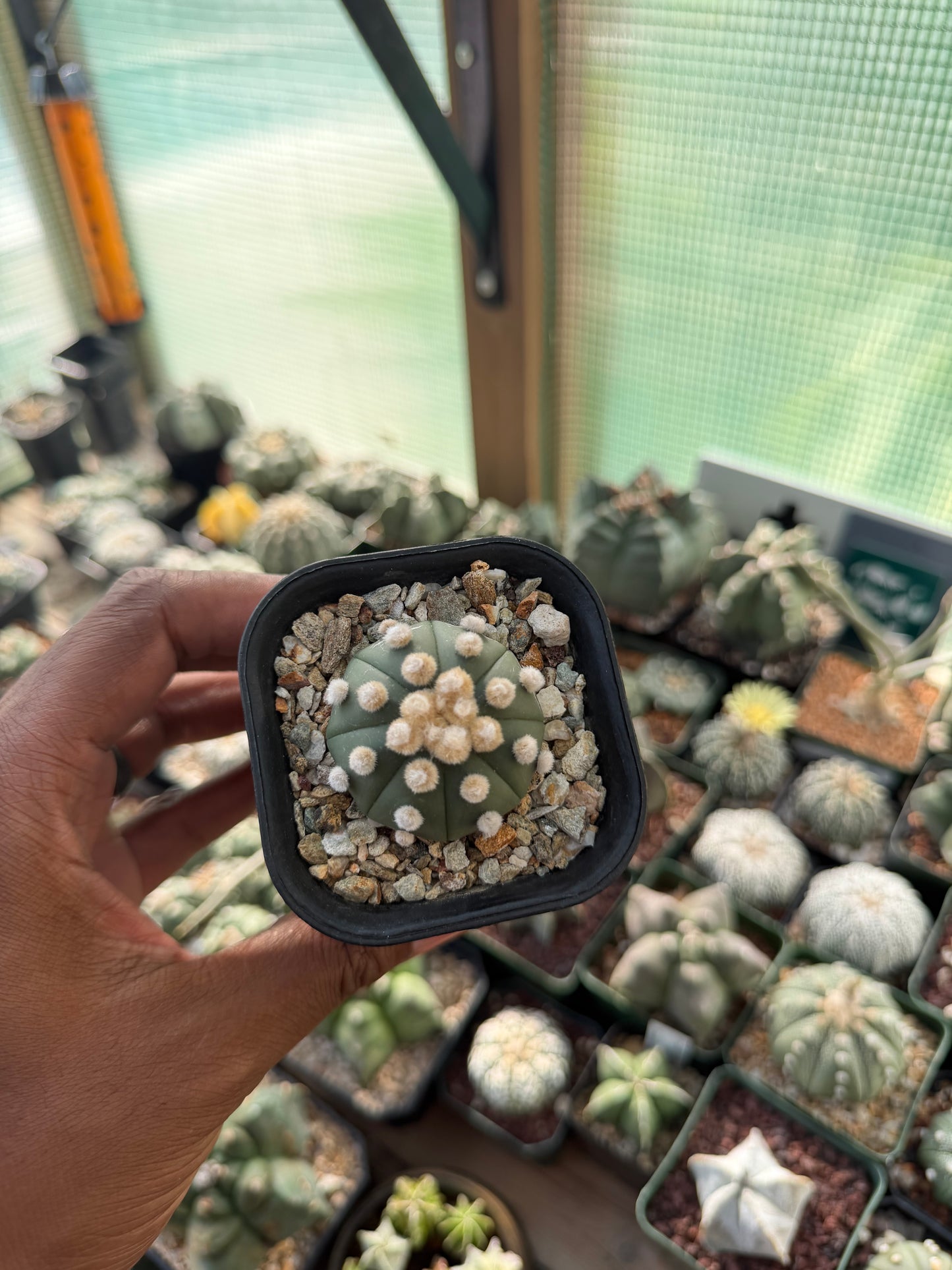 Astrophytum asterias Ooibo
