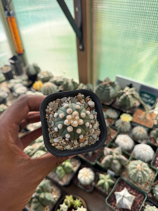 Astrophytum asterias Ooibo