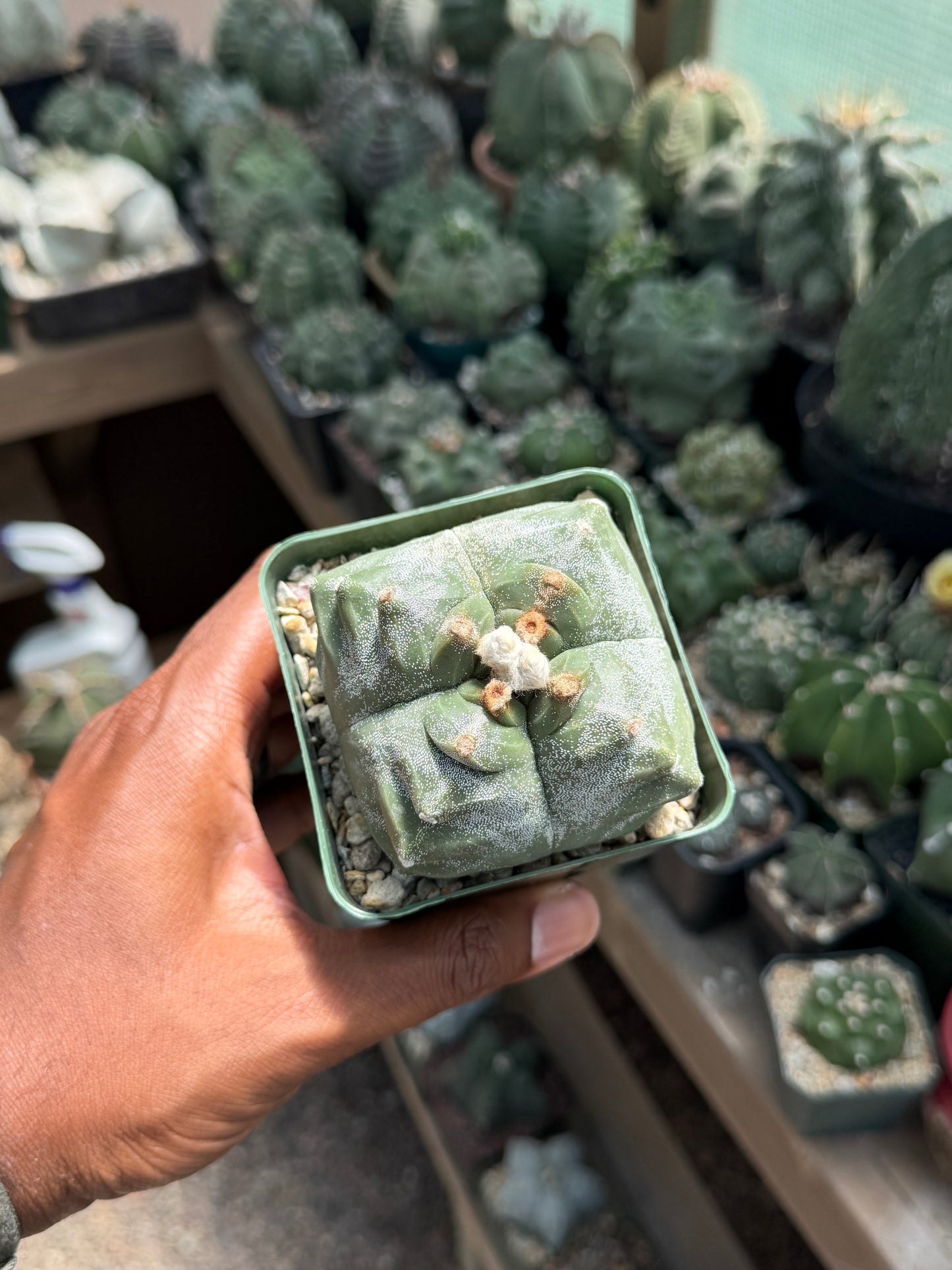 Astrophytum myriostigma Kikko Quadricostatum