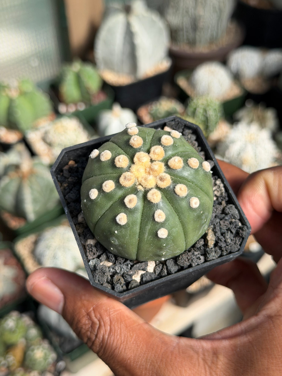 Astrophytum asterias Ooibo