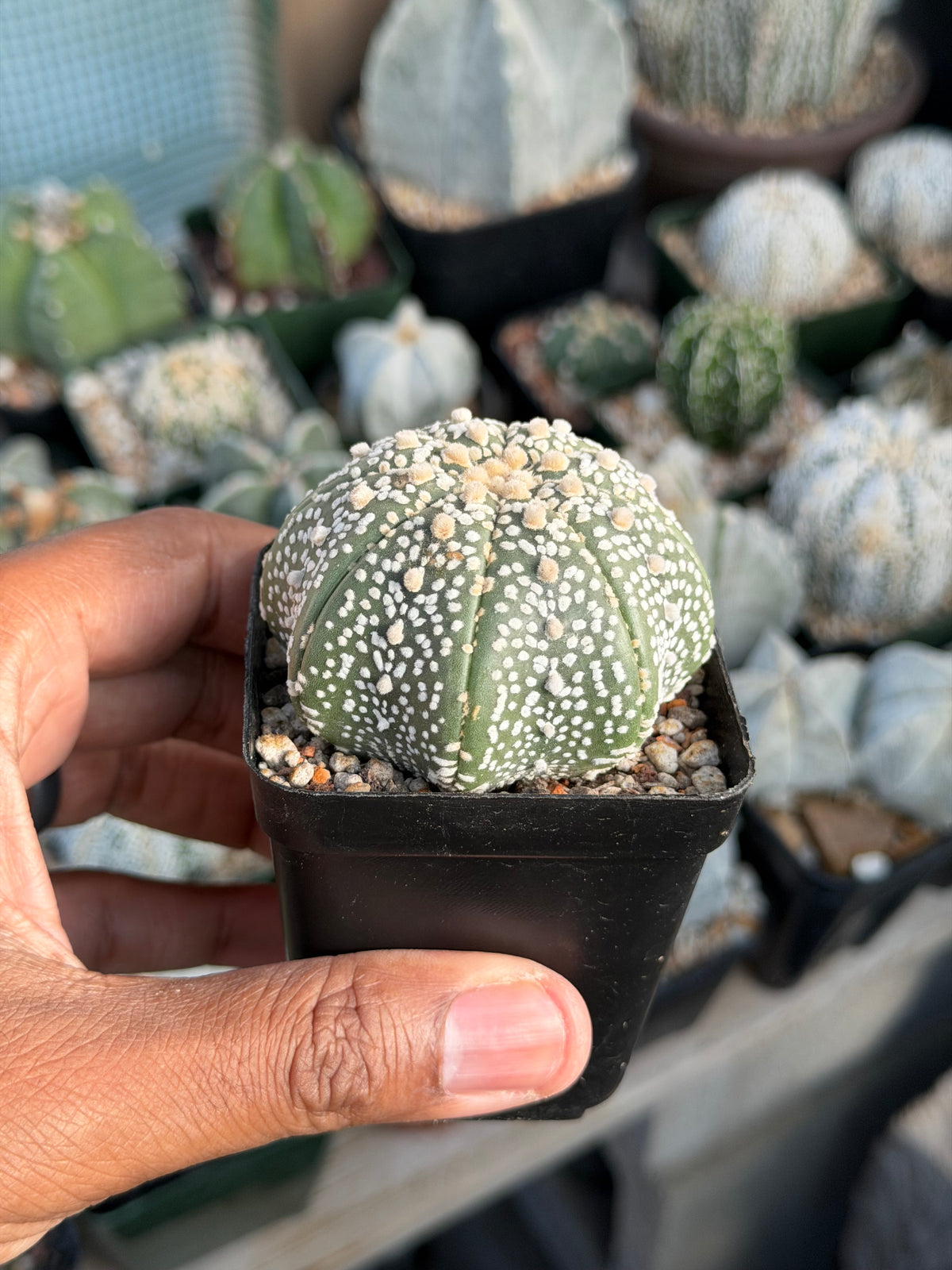 Astrophytum asterias Superkabuto