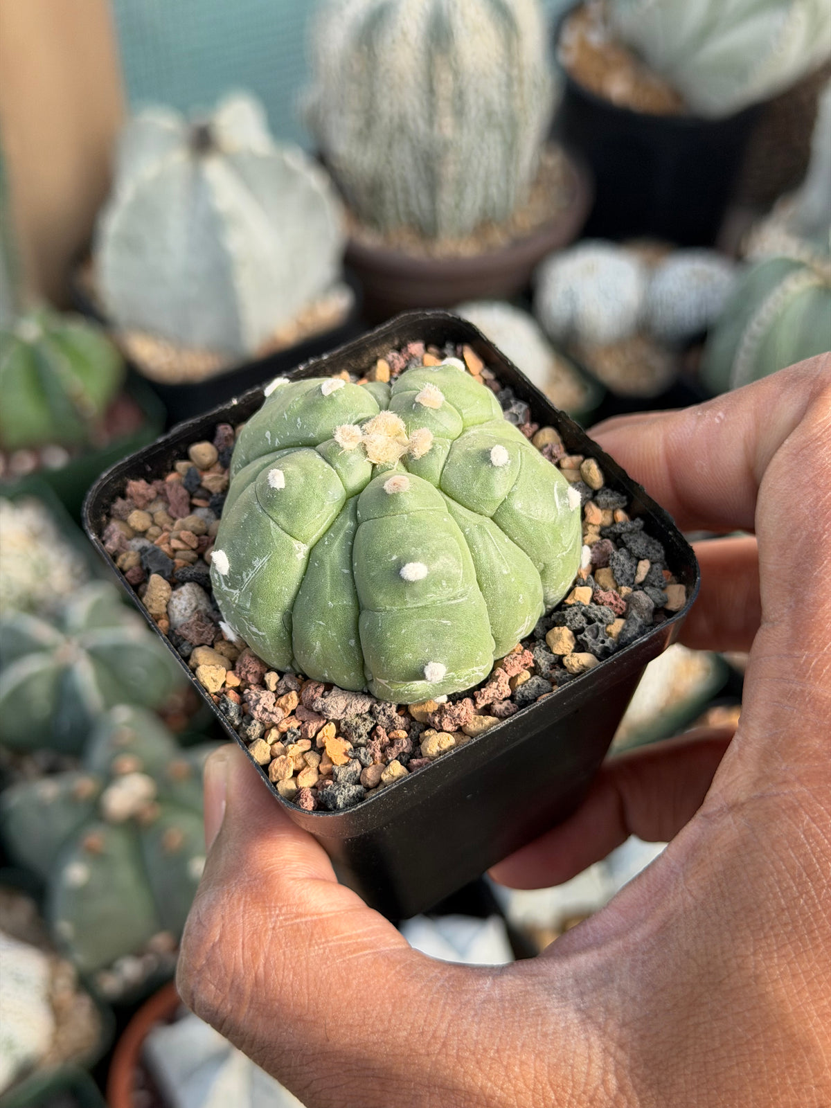 Astrophytum asterias Fukuryu Kikko