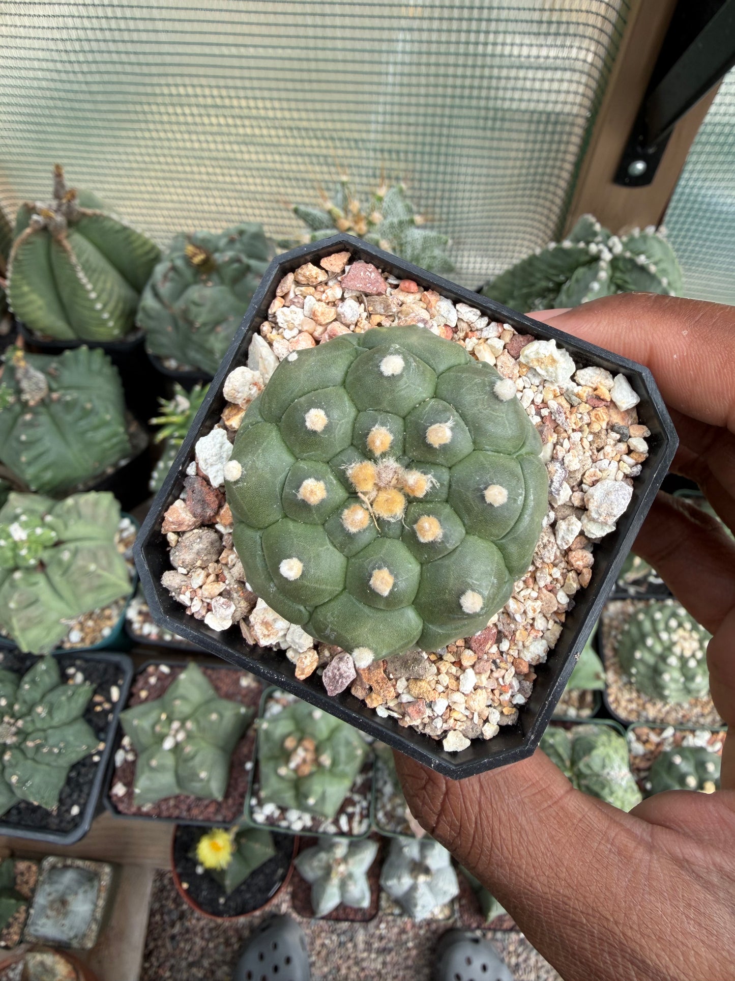 Astrophytum asterias Kikko