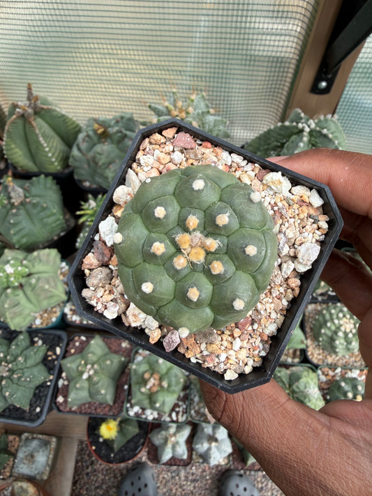 Astrophytum asterias Kikko