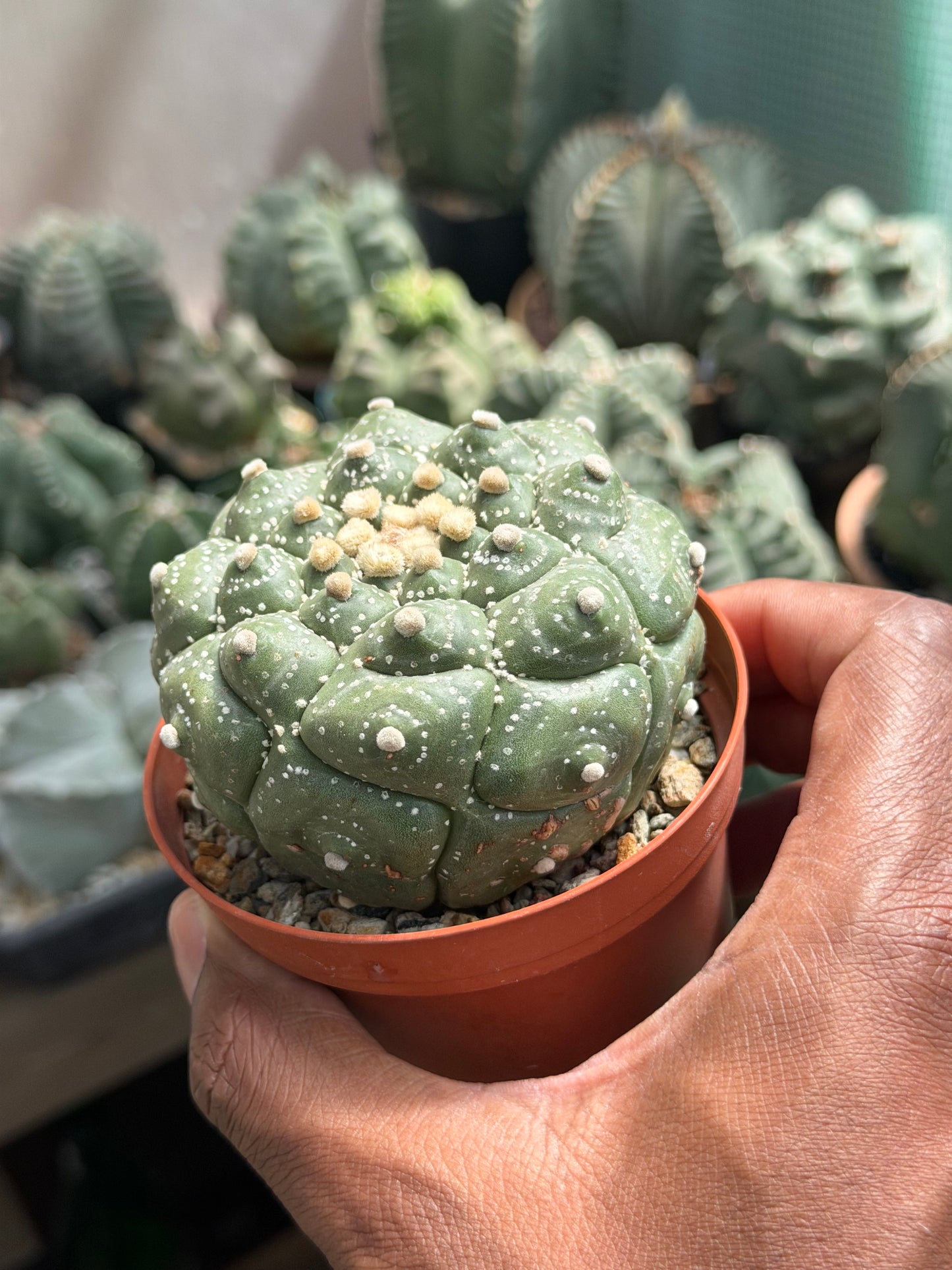Astrophytum asterias Kikko