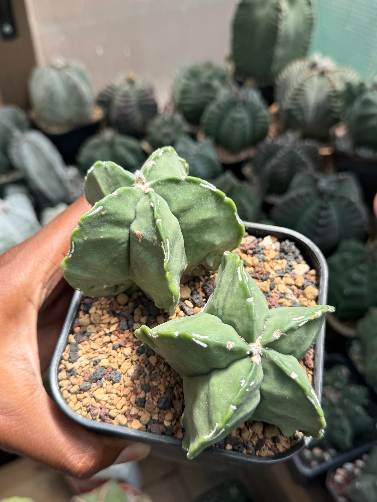 Astrophytum myriostigma Hakujo 2 Headed