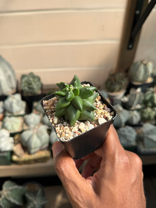 Astrophytum myriostigma Super Kikko
