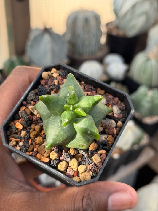 Astrophytum myriostigma Super Kikko
