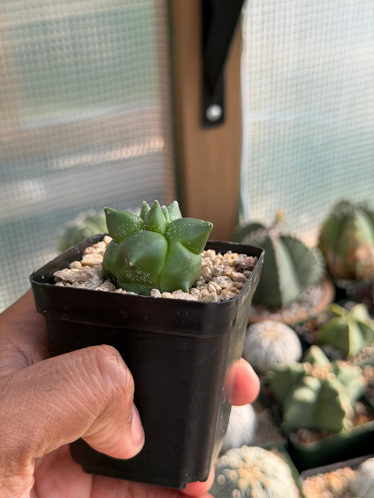 Astrophytum myriostigma Super Kikko