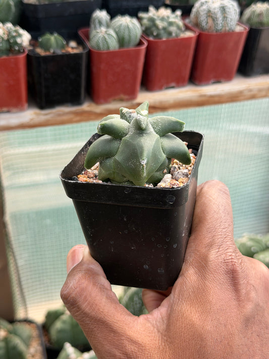 Astrophytum myriostigma Super Kikko