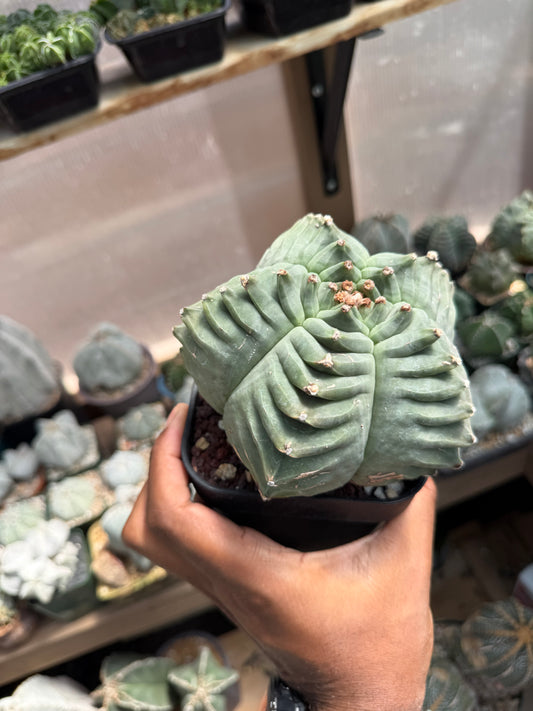 Astrophytum myriostigma Kikko Specimen
