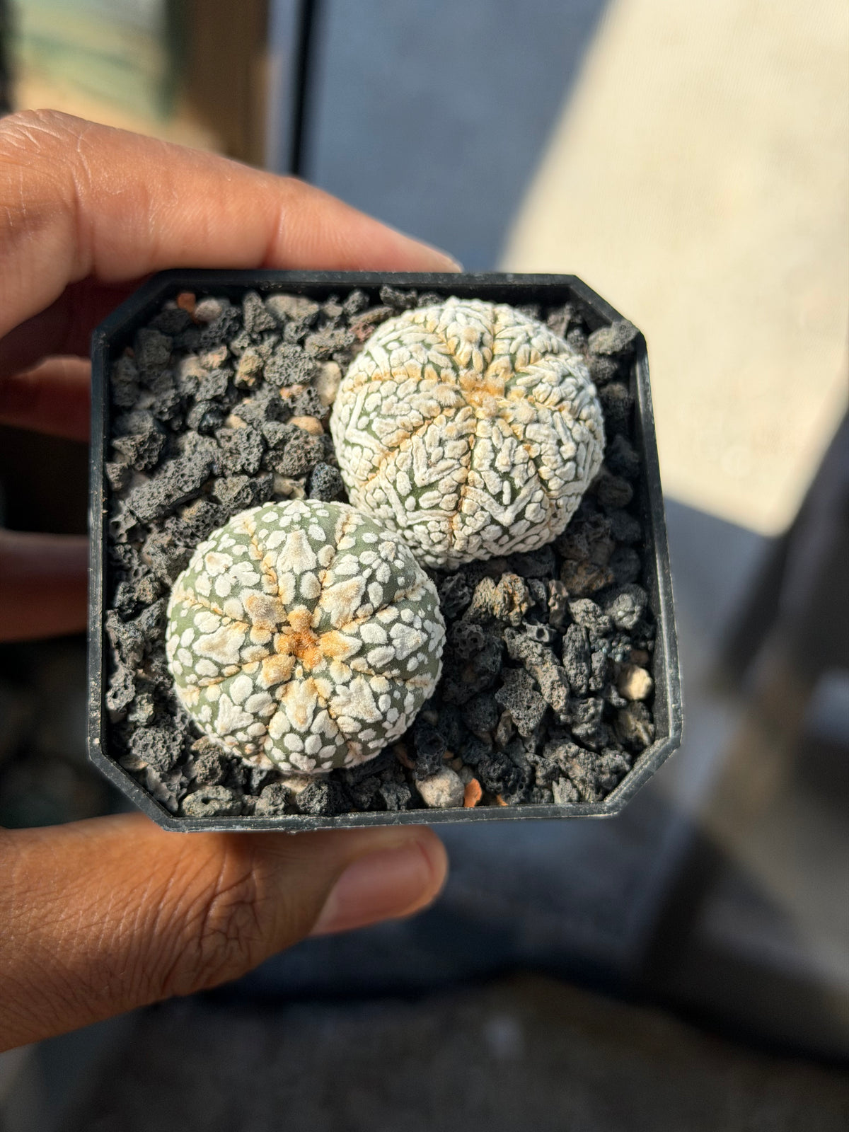 Astrophytum asterias Superkabuto Bundle