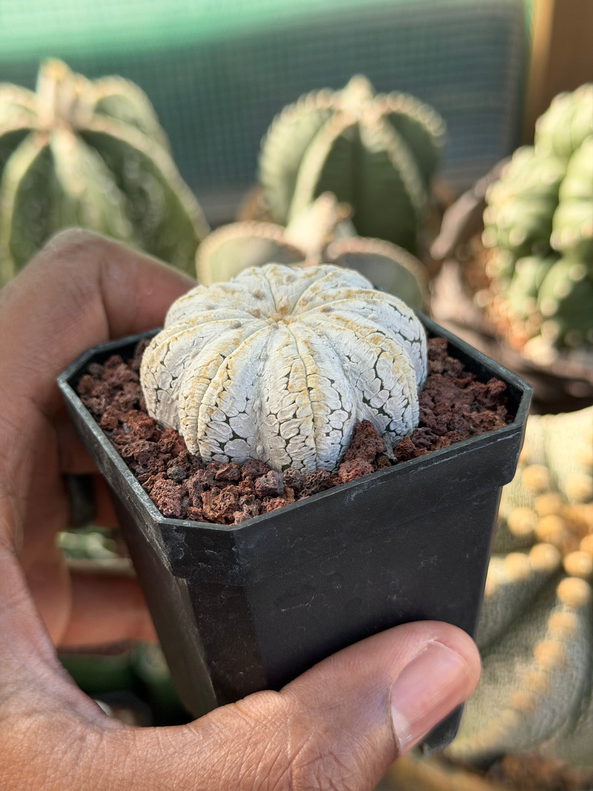 Astrophytum asterias Star Shape Snow