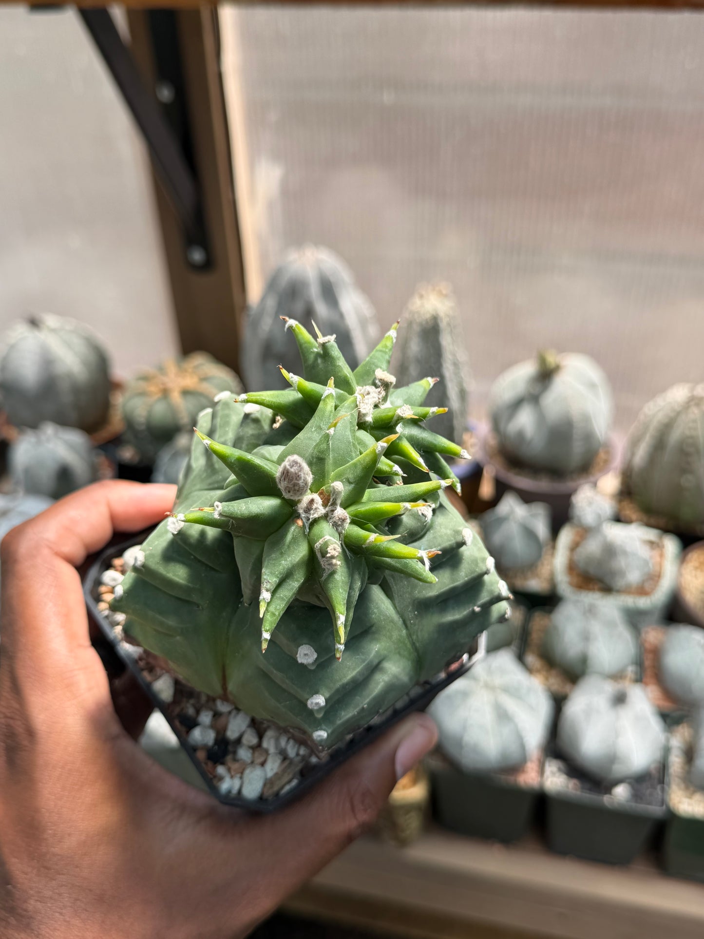Astrophytum myriostigma Kikko Wierdo!