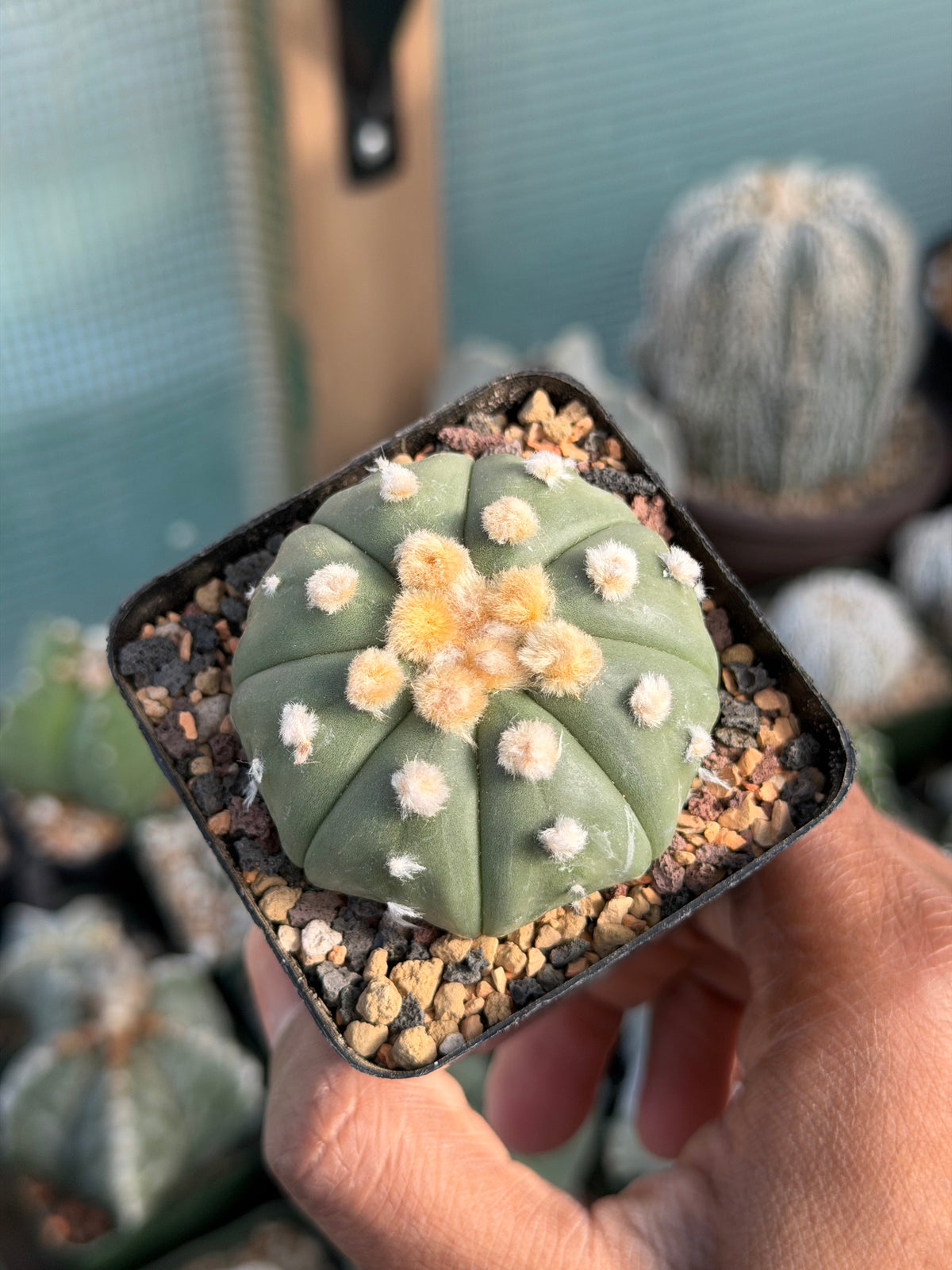 Astrophytum asterias Ooibo