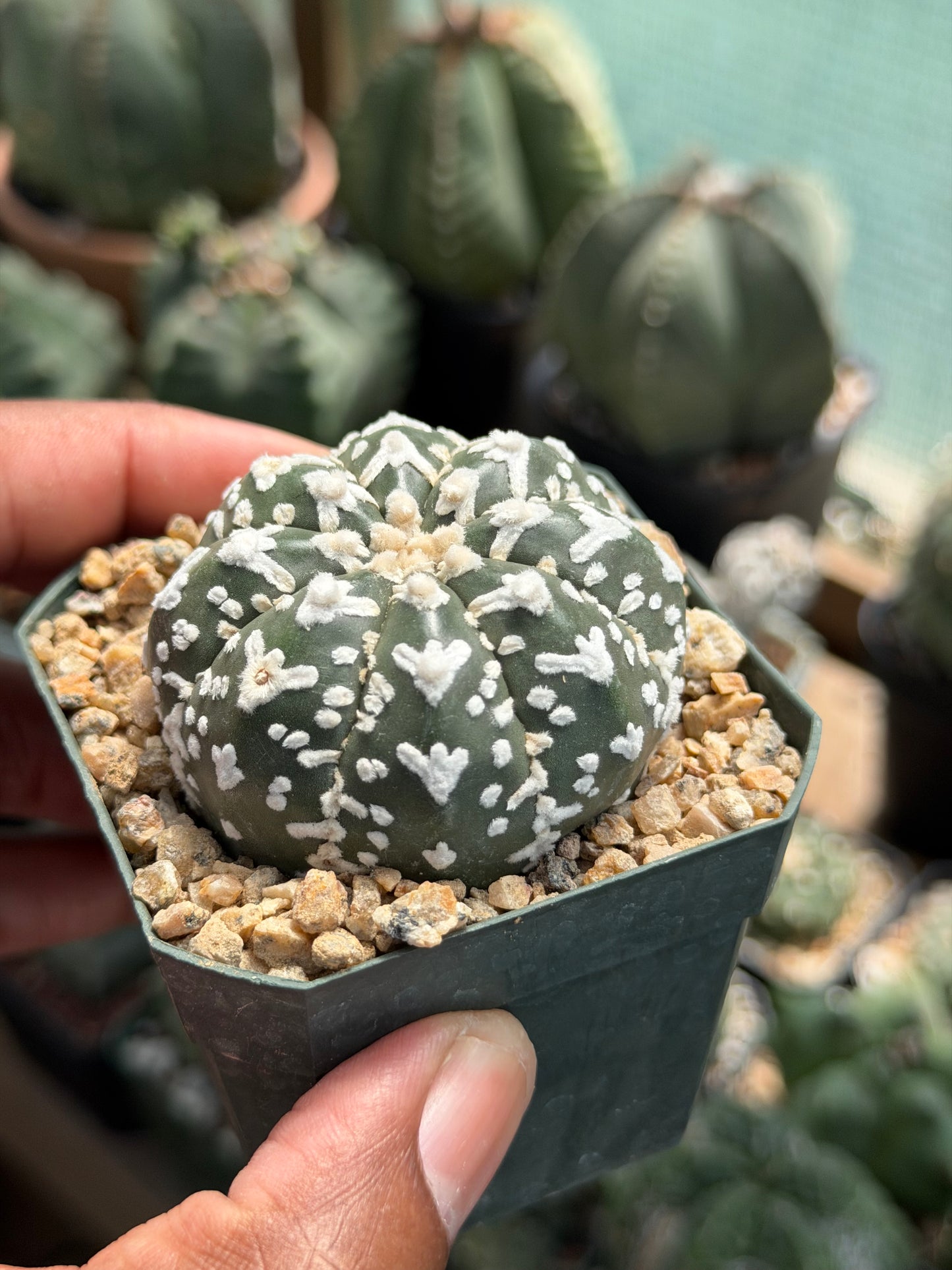 Astrophytum asterias Superkabuto V-Type