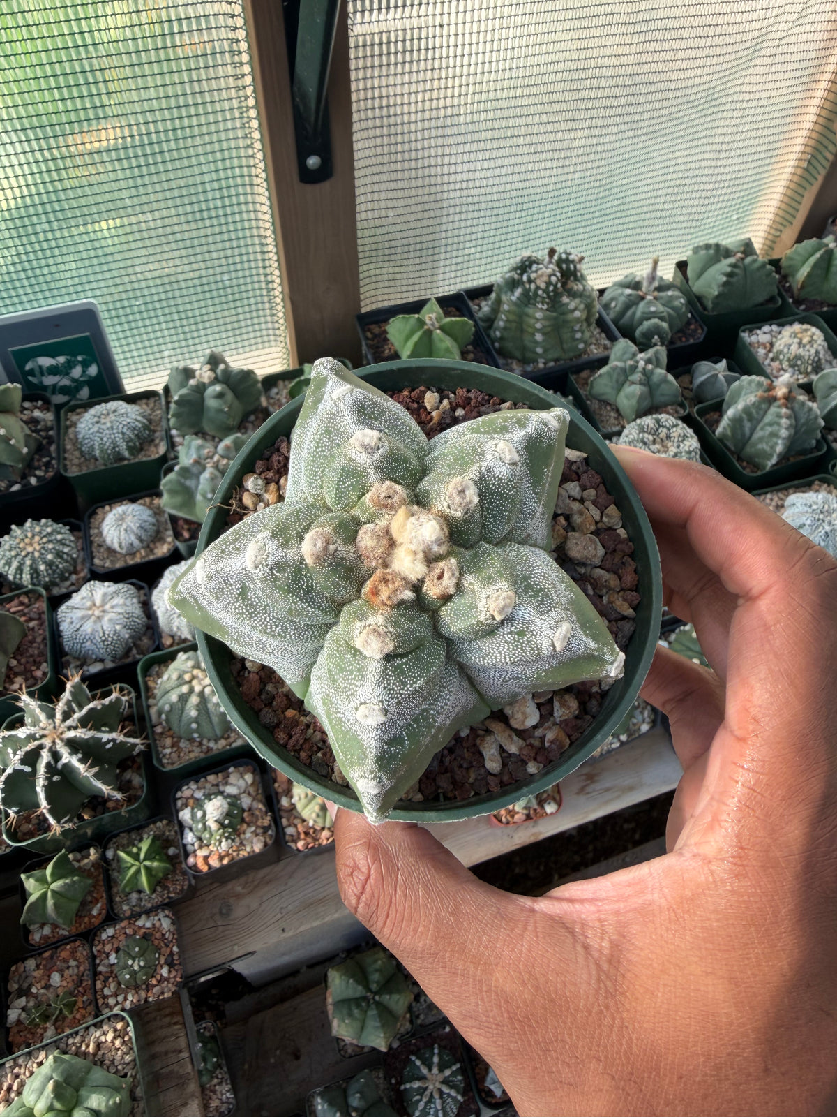Astrophytum myriostigma Kikko