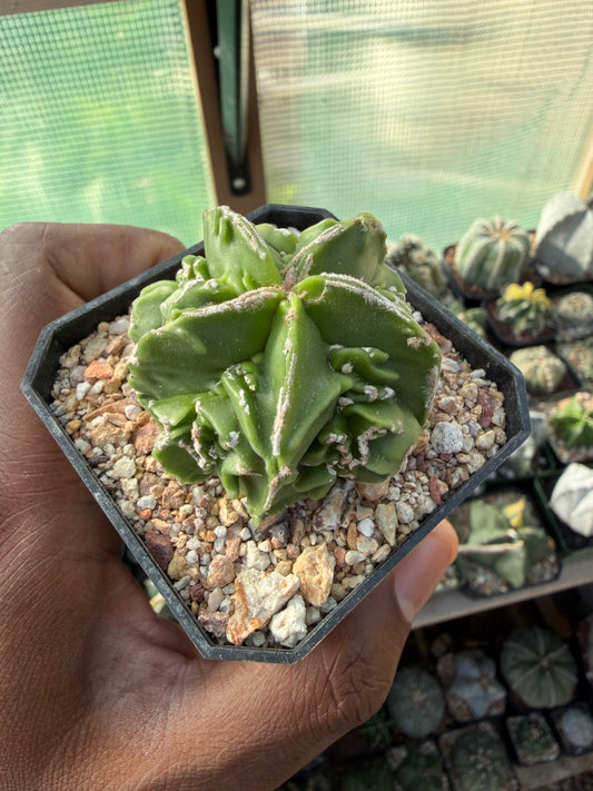 Astrophytum myriostigma Fukuryu Hakujo