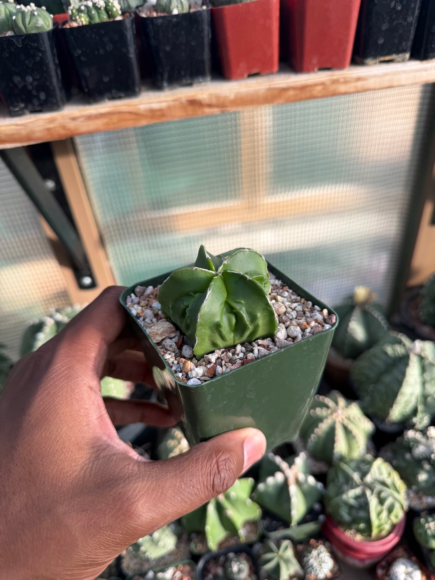 Astrophytum myriostigma Fukuryu Hakujo