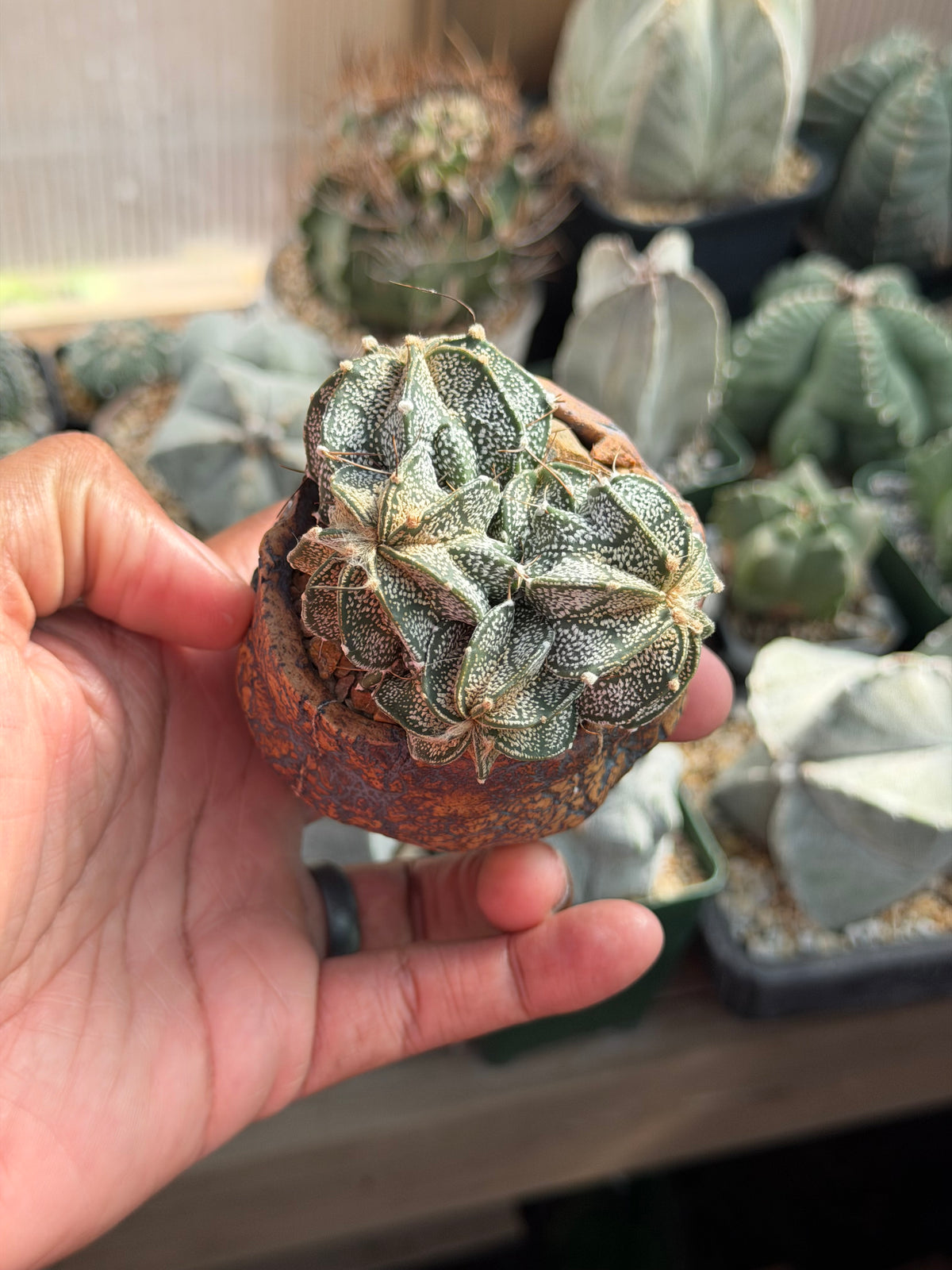 Astrophytum capricorne cluster