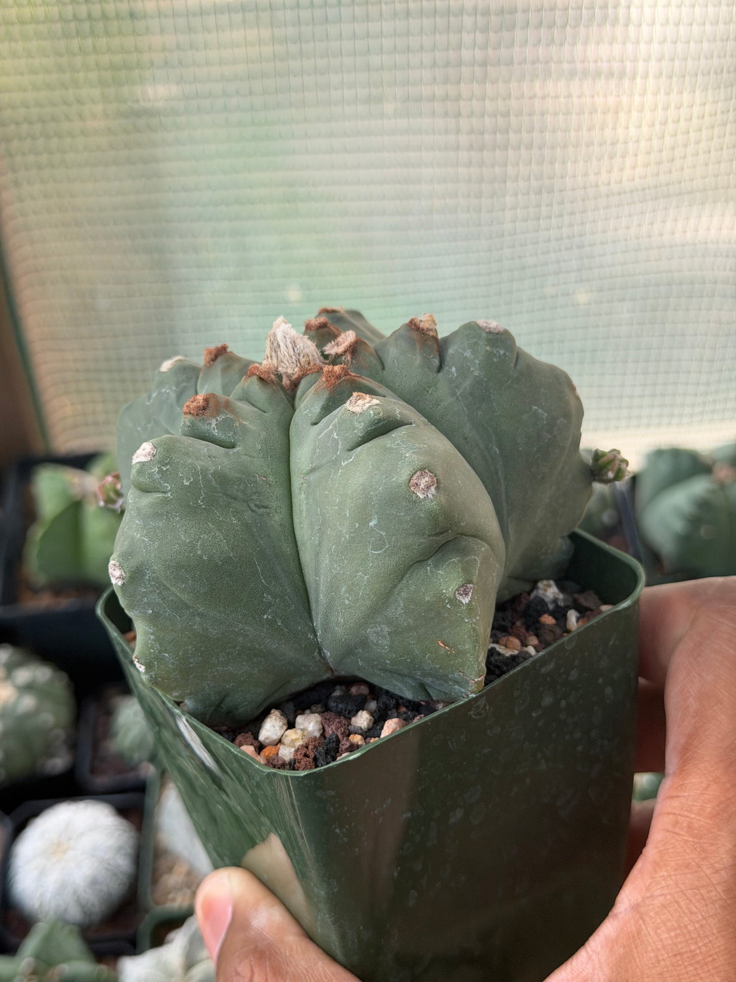 Astrophytum myriostigma Kikko