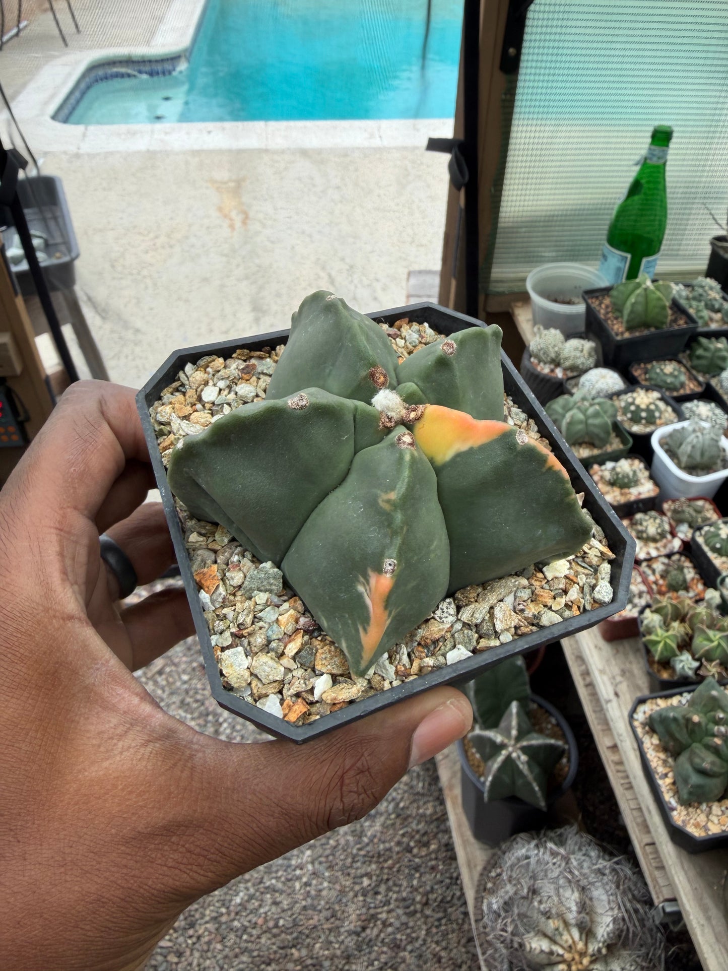 Astrophytum myriostigma Fukuryu Variegated