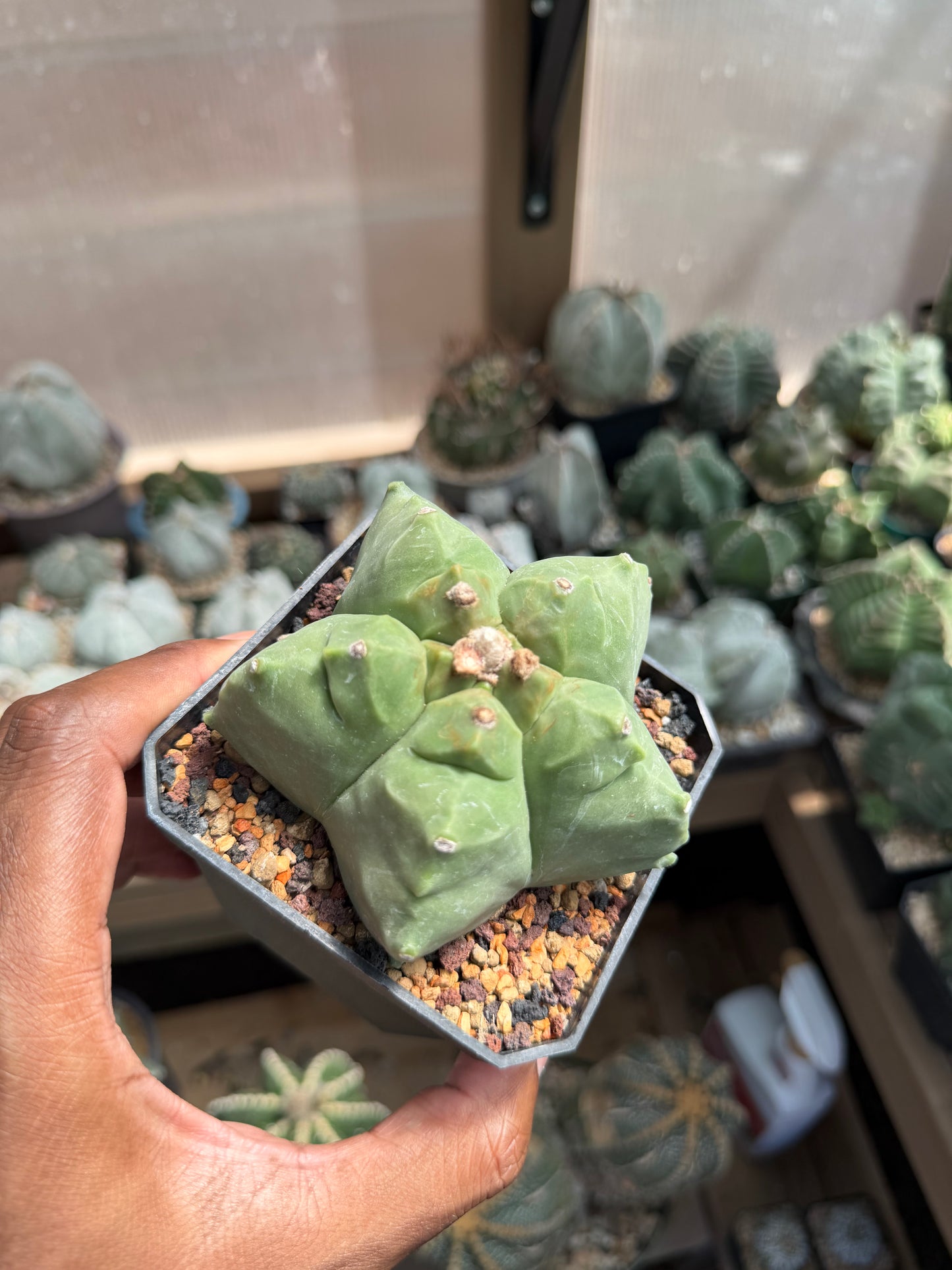Astrophytum myriostigma Kikko