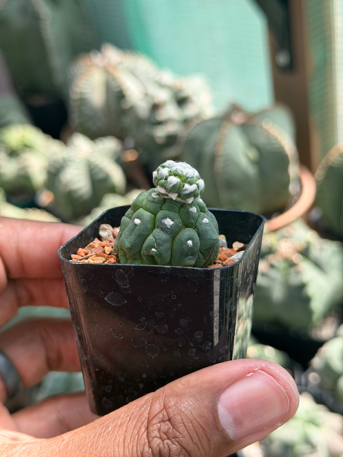 Astrophytum asterias Kikko Lizard Skin