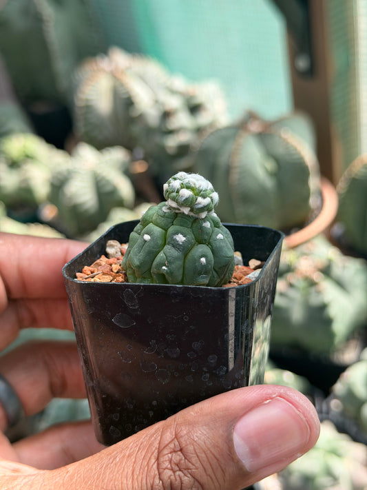 Astrophytum asterias Kikko Lizard Skin
