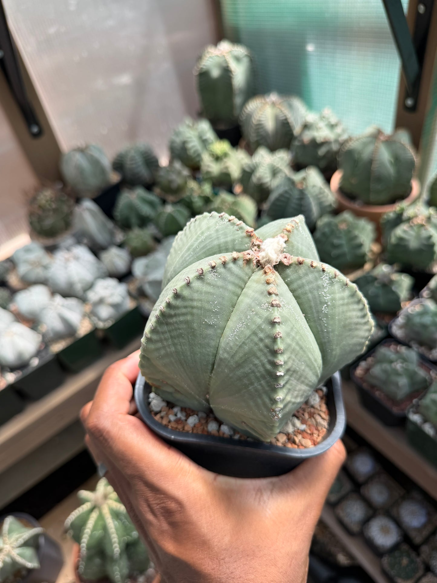 Astrophytum myriostigma strongylogonum