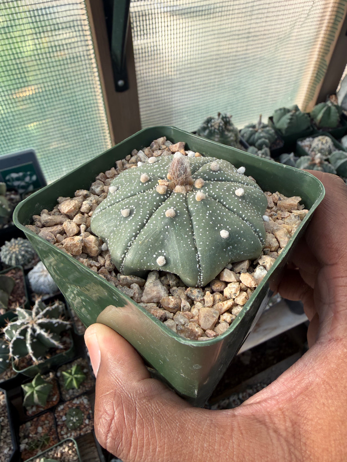 Astrophytum asterias Star Shape
