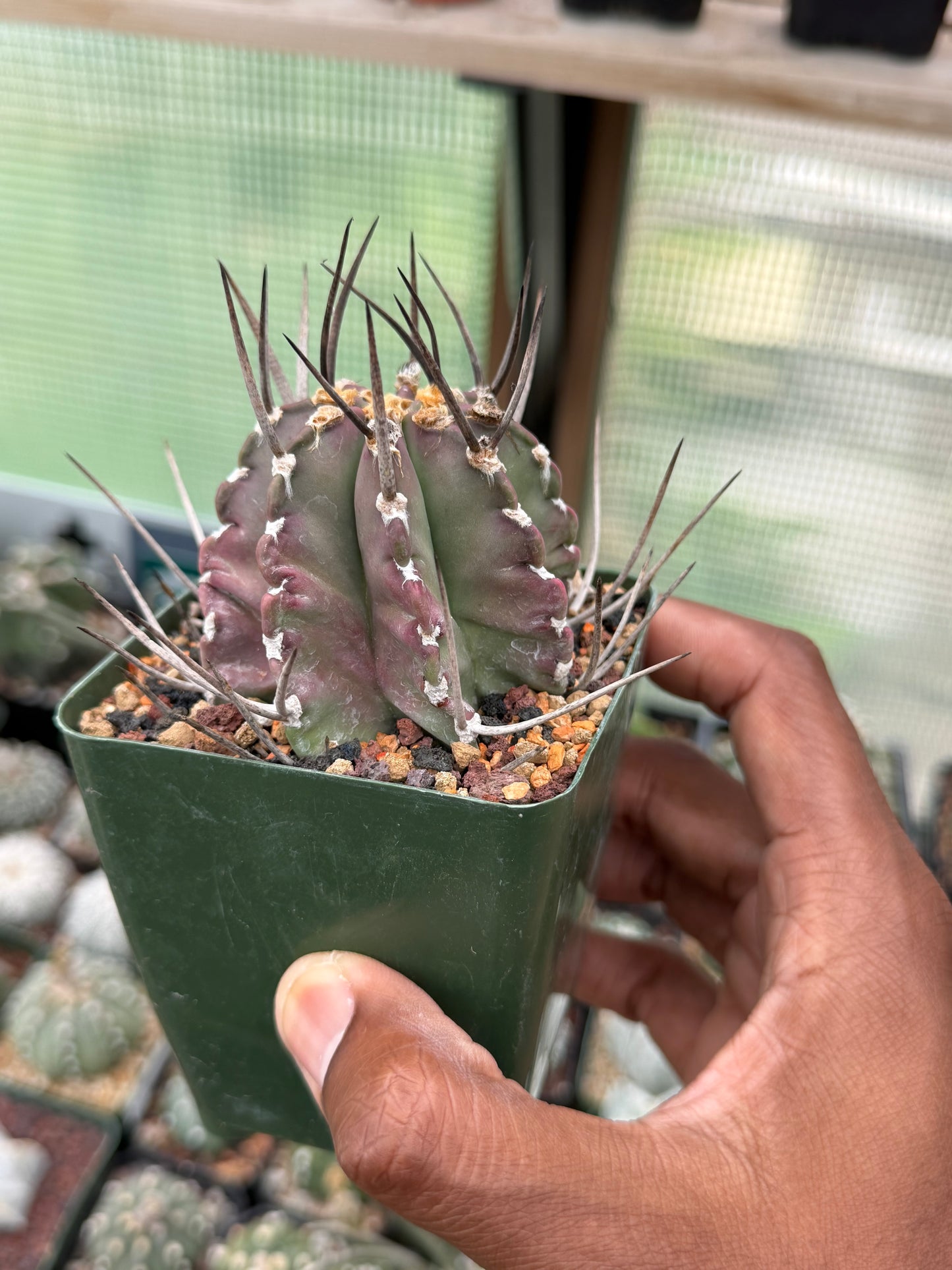 Astrophytum capricorne crassispinum