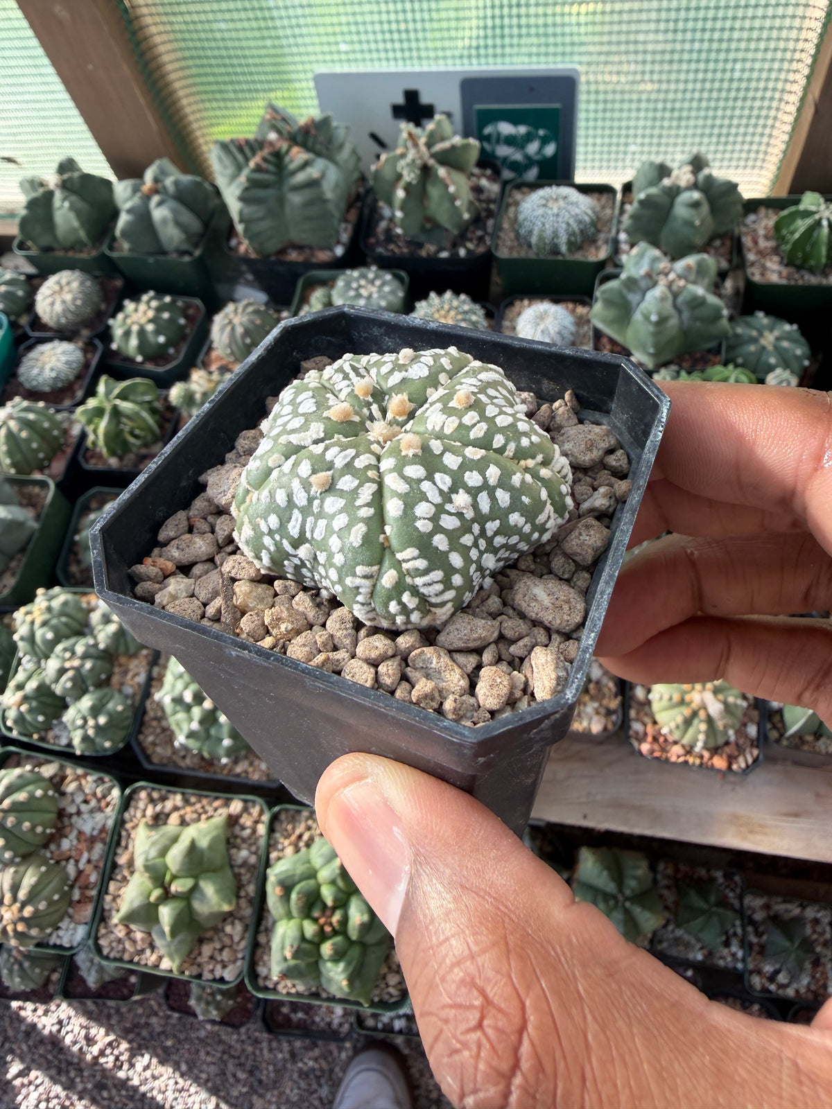 Astrophytum asterias Superkabuto Goryo