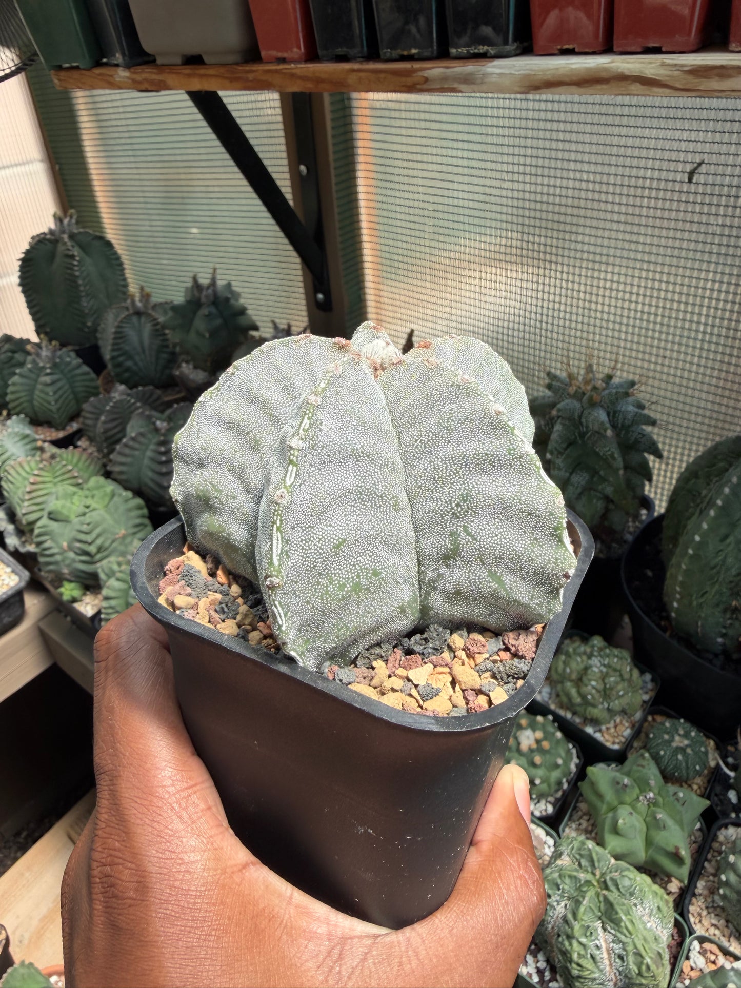 Astrophytum myriostigma strongylogonum