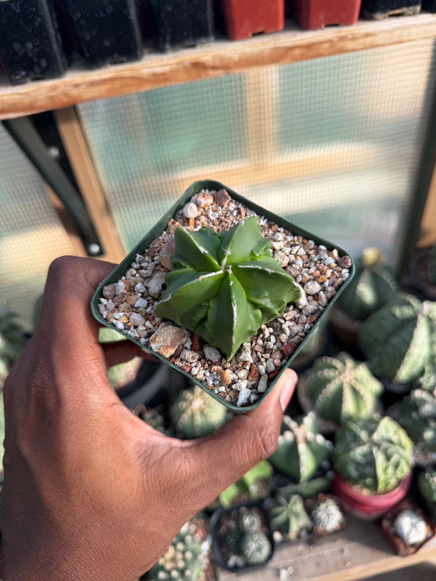 Astrophytum myriostigma Fukuryu Hakujo