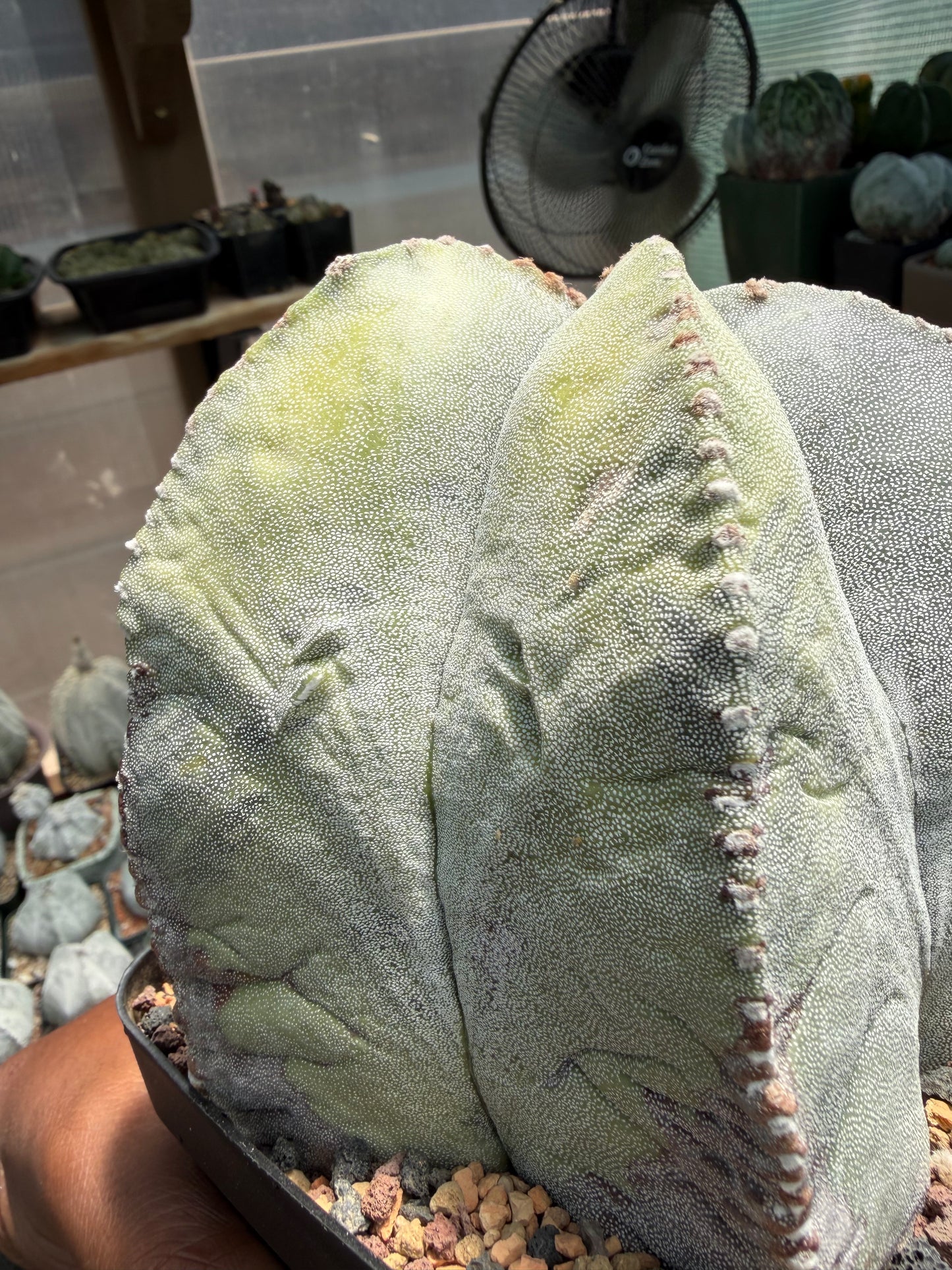 Astrophytum myriostigma Variegated