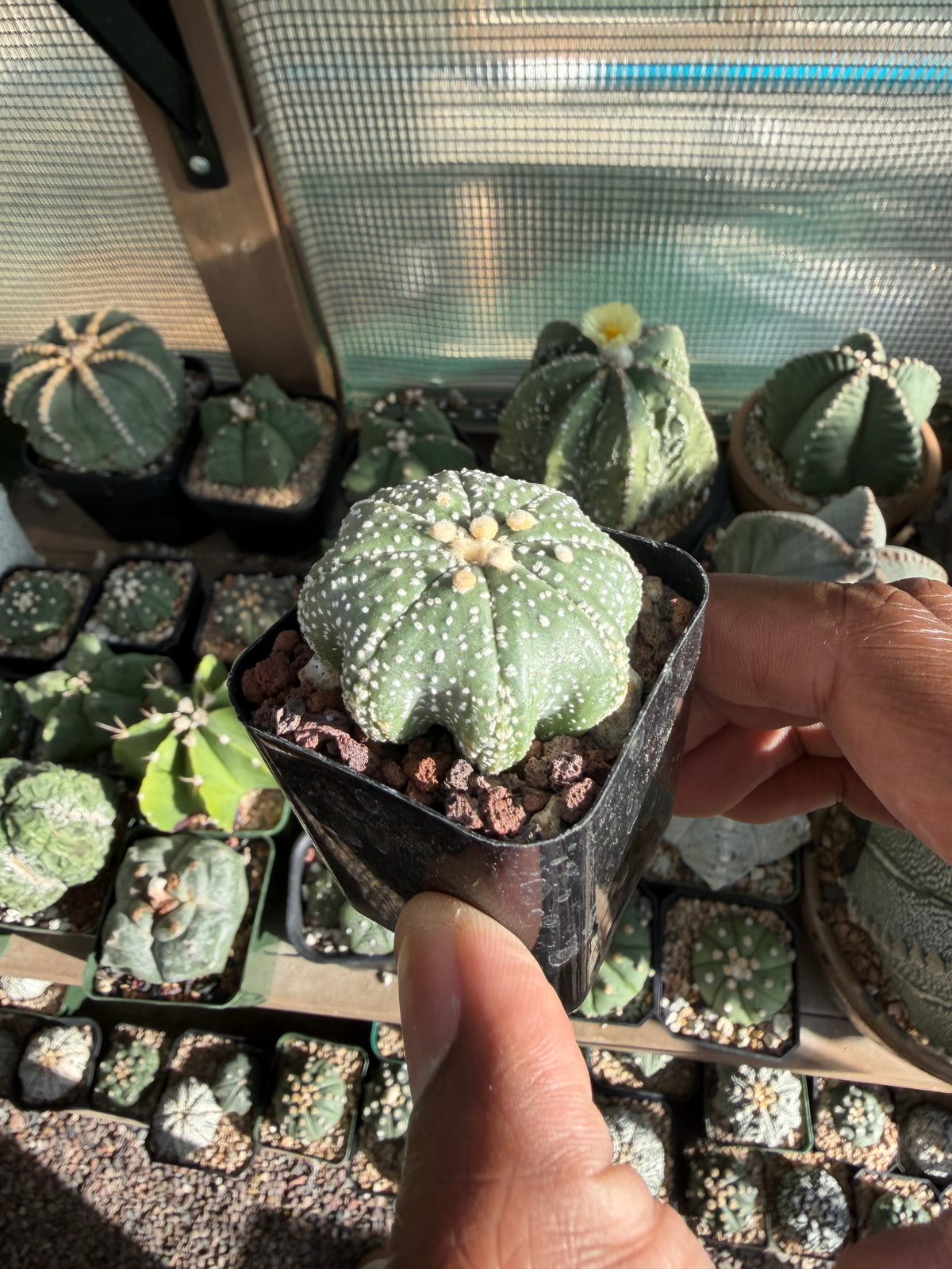 Astrophytum asterias Star Shape