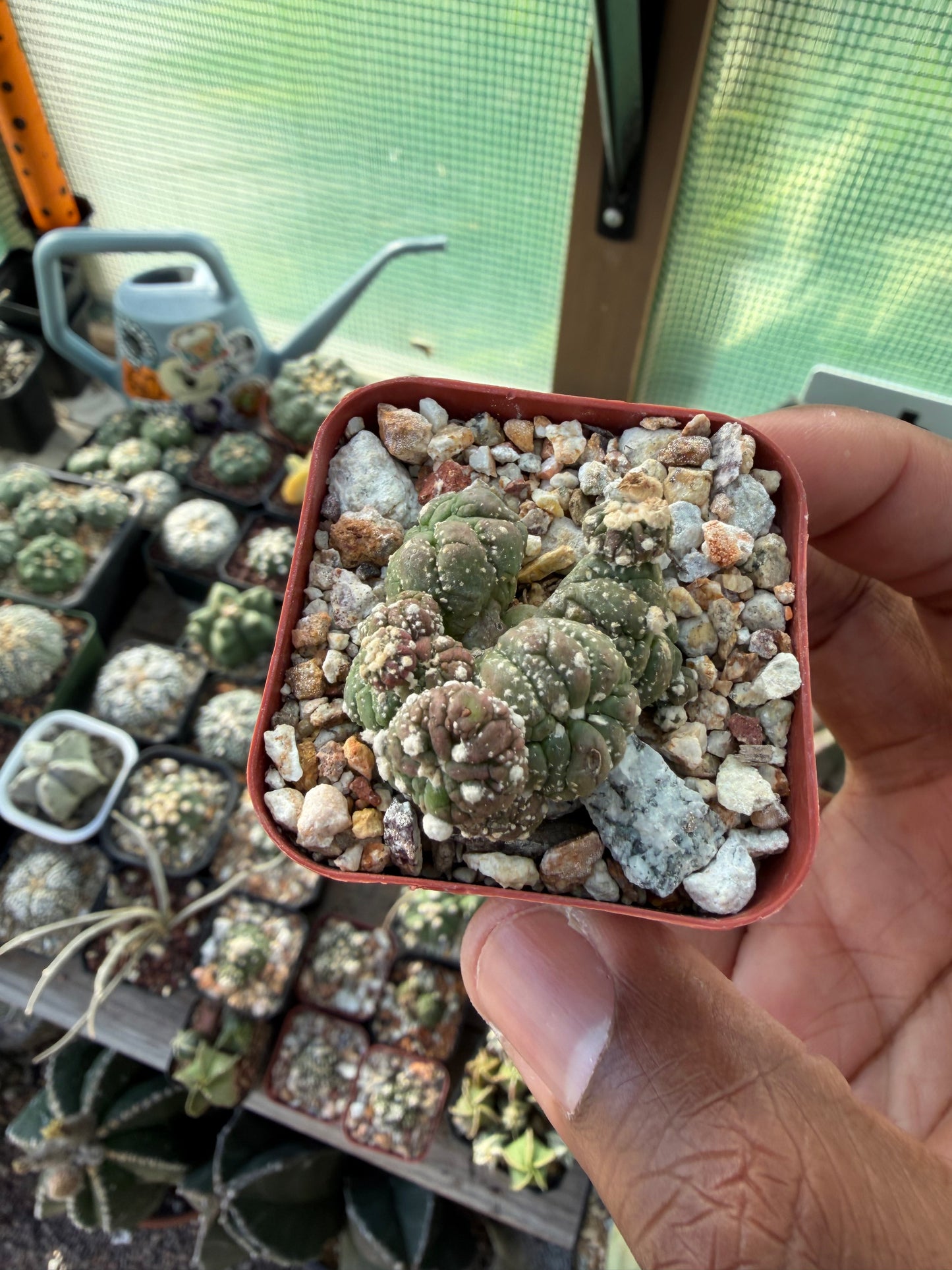 Astrophytum asterias Kikko Lizard Skin Cluster