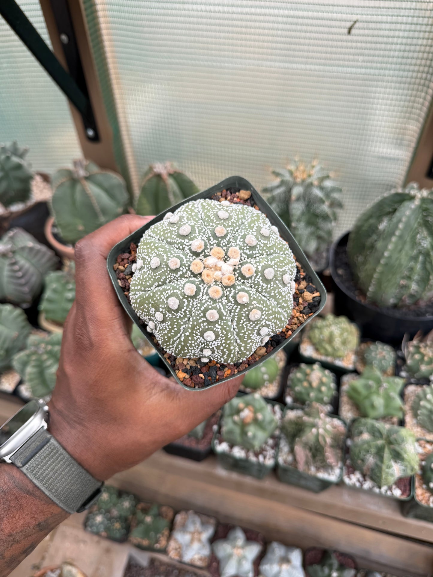 Astrophytum asterias Yamamoto Kabuto