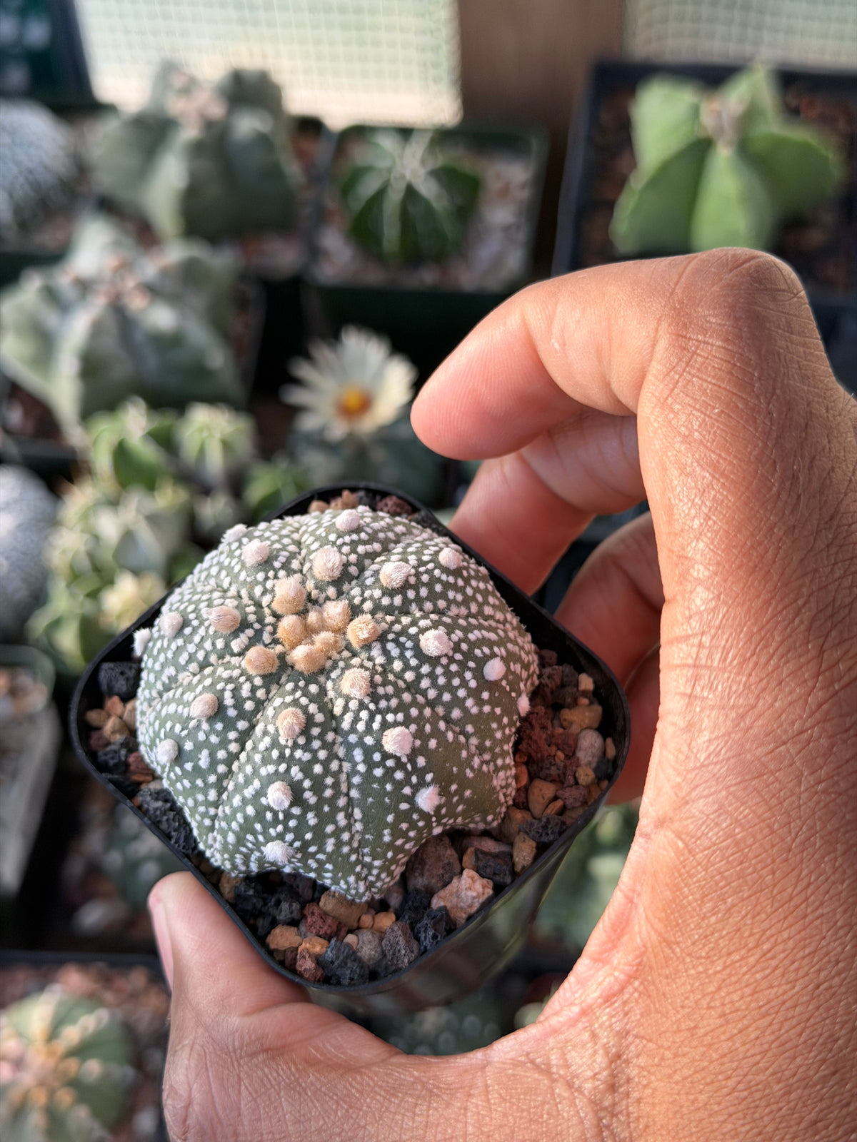 Astrophytum asterias