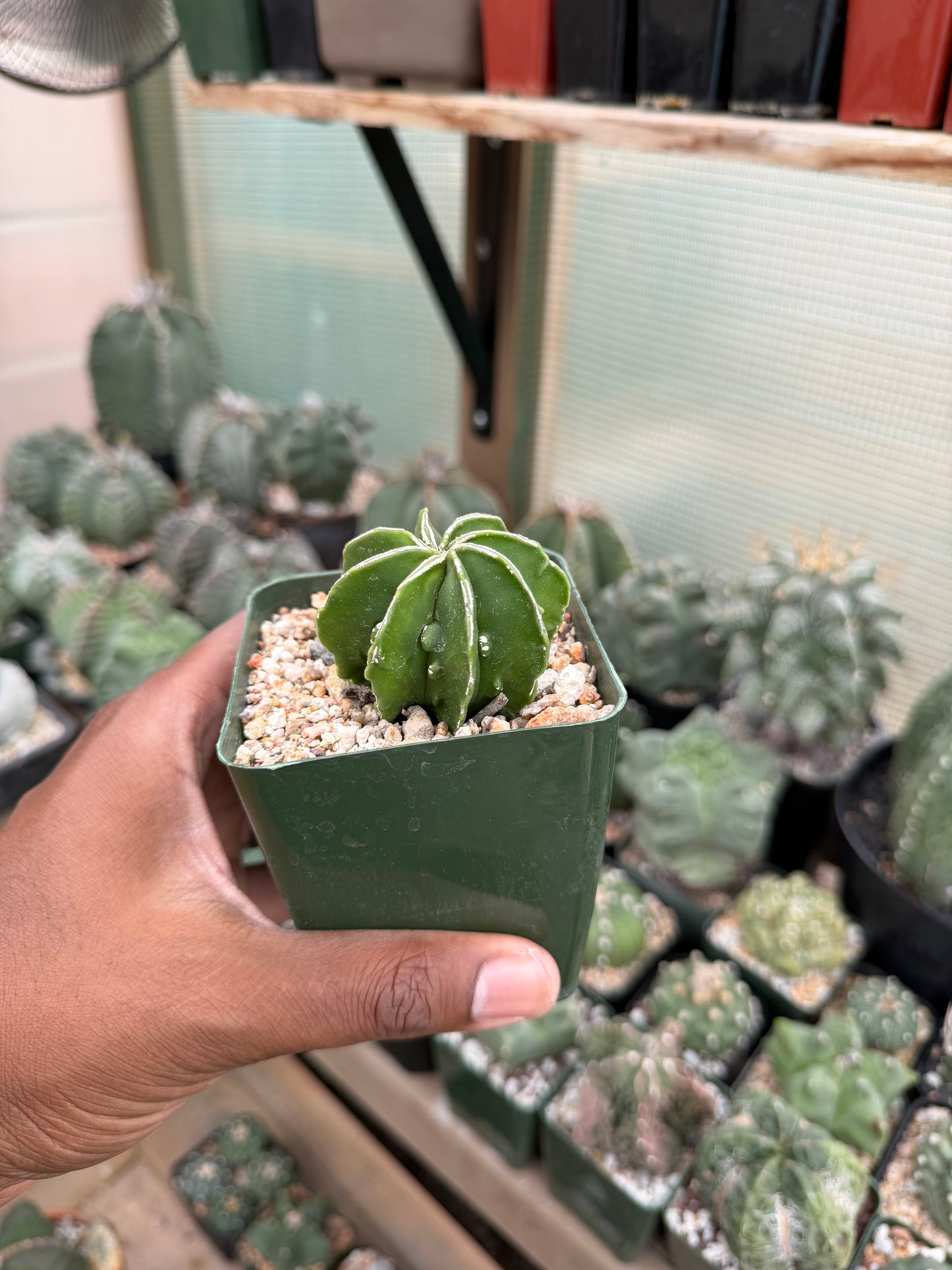 Astrophytum myriostigma Hakujo