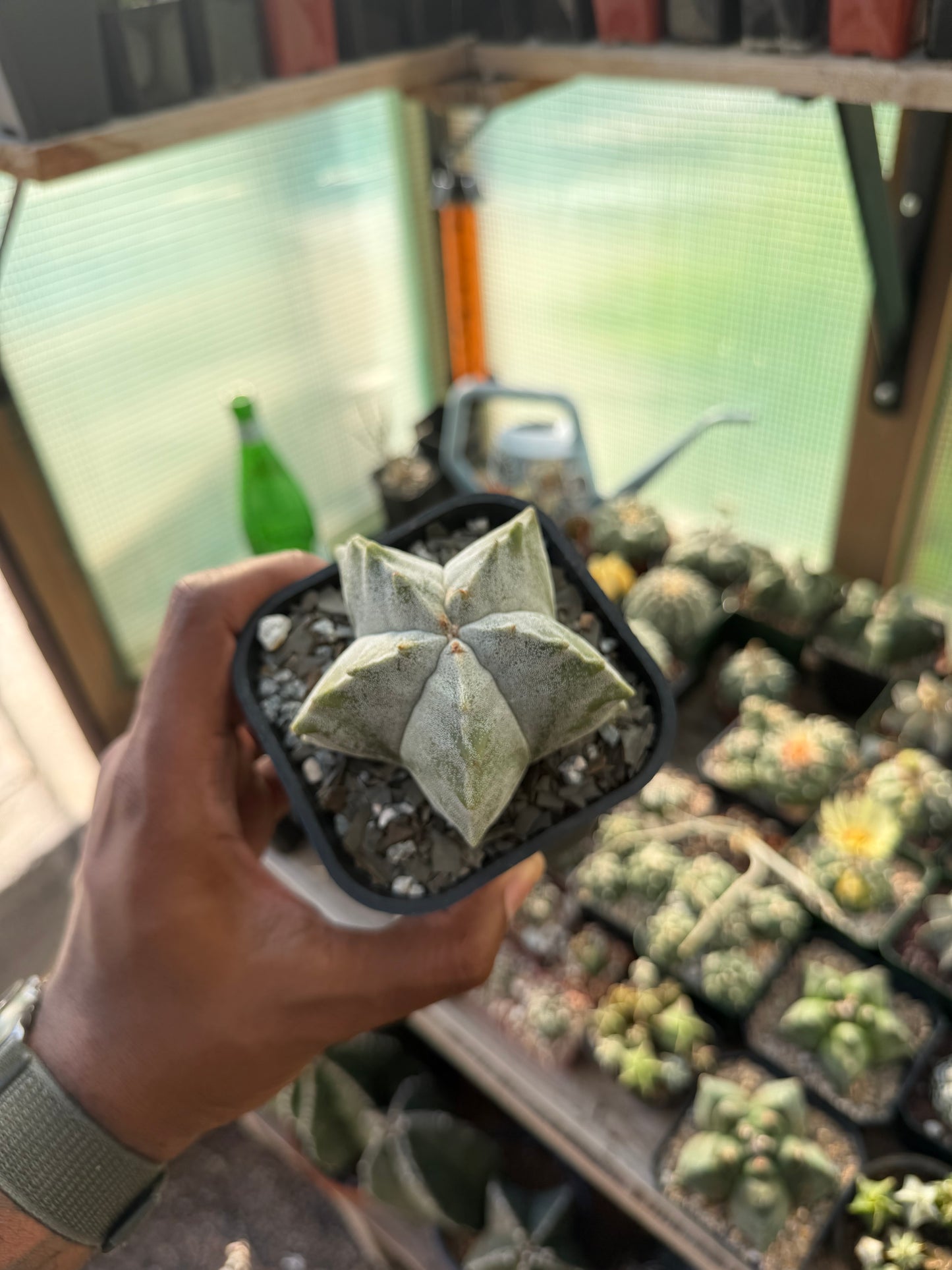 Astrophytum myriostigma Kikko